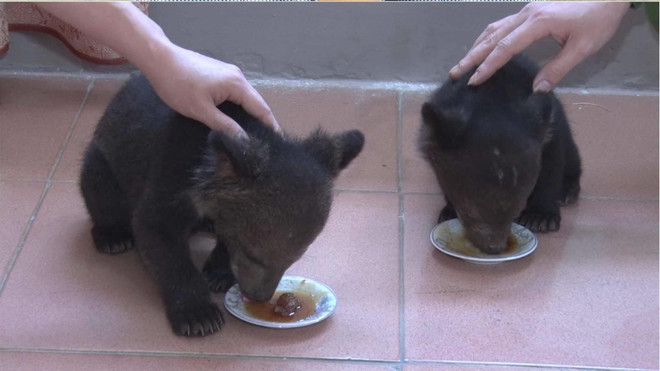 Lai Châu bắt đối tượng vận chuyển hai cá thể gấu ngựa quý hiếm ảnh 1