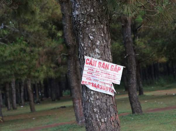 Tây Nguyên trong vòng xoáy sốt đất: Nhiễu loạn thị trường ảnh 2