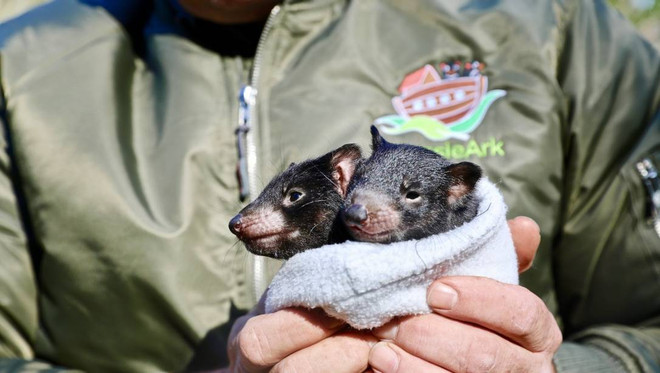 Quỷ Tasmania xuất hiện trở lại lục địa Australia sau 3.000 năm ảnh 1