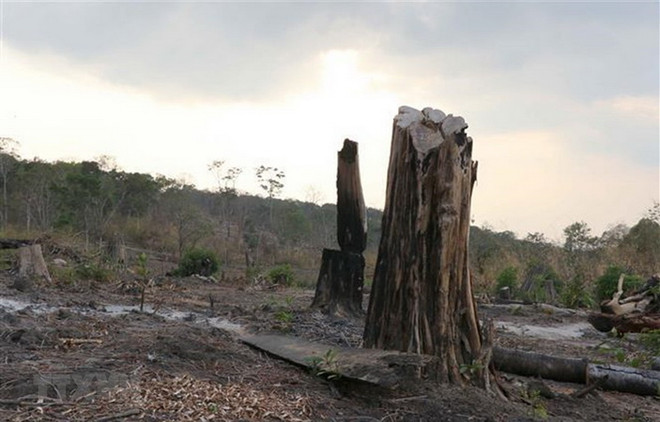 Gia Lai: Quần thể gỗ hương quý hiếm bị "lâm tặc" khai thác trái phép ảnh 1