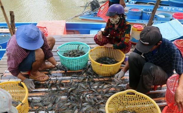 Thu hoạch tôm ở Cà Mau. (Nguồn: TTXVN) Tỉnh Cà Mau tìm giải pháp hỗ trợ tiêu thụ nông sản cho nông dân ảnh 2