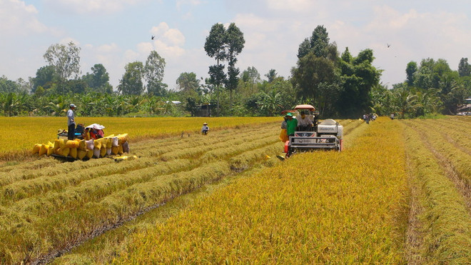 Thu hoạch lúa Hè Thu sớm. (Ảnh: Duy Khương/TTXVN) Tỉnh Cà Mau tìm giải pháp hỗ trợ tiêu thụ nông sản cho nông dân ảnh 1