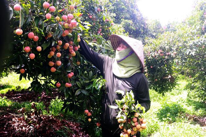 'Điều chỉnh sản xuất nông nghiệp theo tín hiệu thị trường' ảnh 1