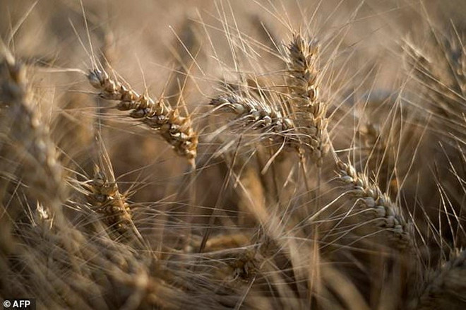 Nhật Bản dỡ bỏ lệnh cấm nhập khẩu lúa mỳ của Canada hồi tháng trước ảnh 1