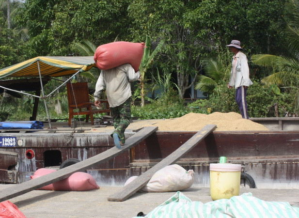 Giá một số loại lúa gạo ở khu vực ĐBSCL bắt đầu tăng trở lại ảnh 1