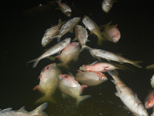 Trên 2.000 tỷ đồng hỗ trợ người dân bị thiệt hại do sự cố biển ảnh 1