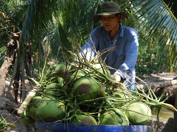 Ảnh hưởng của thời tiết, dừa xiêm xanh tăng giá “kỷ lục” ảnh 1