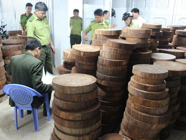 Bắt giữ vụ gỗ nghiến được sơ chế dạng thớt lớn nhất từ trước đến nay ảnh 1