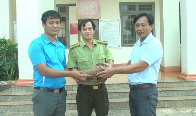 Bình Phước: Bắt được tê tê bò vào sân nhà, bàn giao cho kiểm lâm ảnh 1