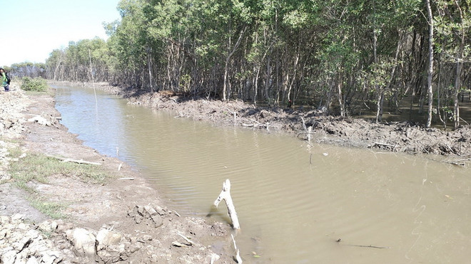 Tỉnh ủy Bến Tre đề nghị làm rõ thông tin phá rừng để nuôi thủy sản ảnh 2