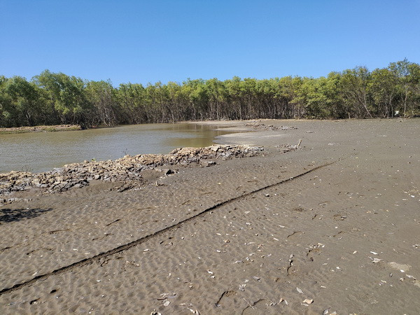 Tỉnh ủy Bến Tre đề nghị làm rõ thông tin phá rừng để nuôi thủy sản ảnh 1