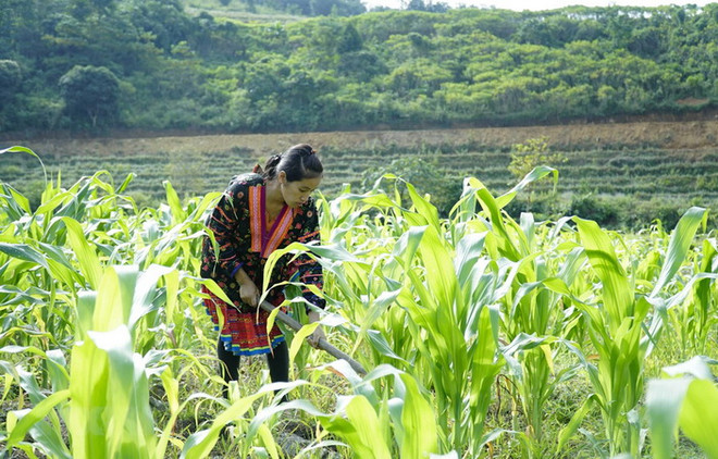 Những con số “biết nói” trong quá trình giảm nghèo bền vững ở Việt Nam ảnh 1