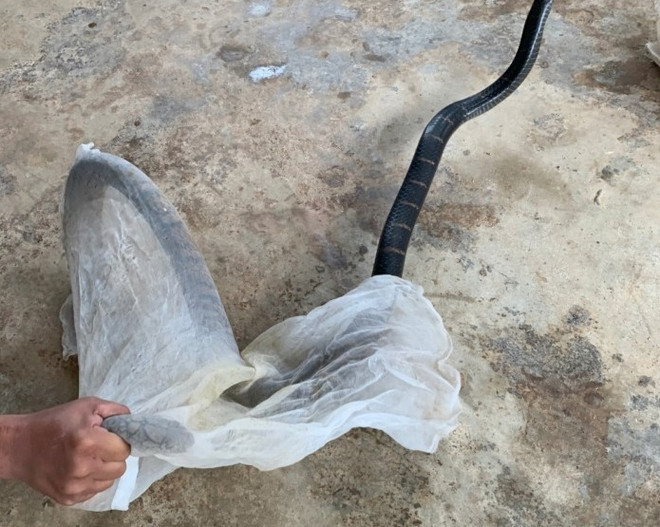 Vận động người dân giao nộp cá thể rắn hổ mang chúa thả về tự nhiên ảnh 1