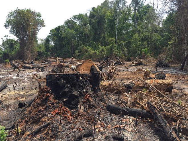 UBND tỉnh Kon Tum thông tin về tình trạng phá rừng trái phép ảnh 2