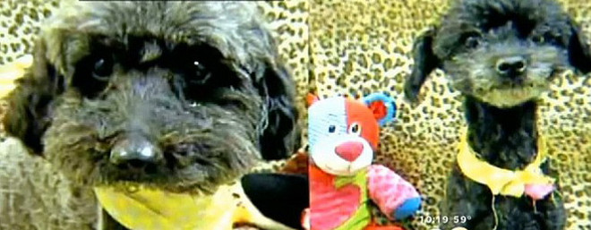 Hai chú chó bị bỏ ở sân bay vì phí vận chuyển quá đắt ảnh 2