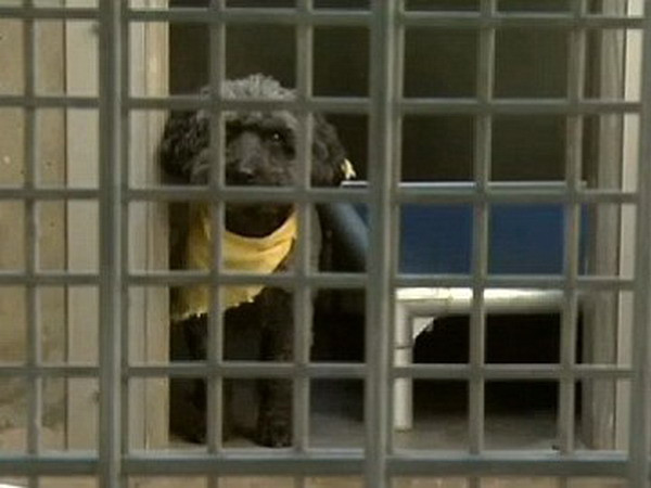 Hai chú chó bị bỏ ở sân bay vì phí vận chuyển quá đắt ảnh 1