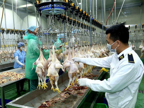 Sẽ có nhiều nhà máy giết mổ công nghiệp vận hành trong năm 2019 ảnh 1