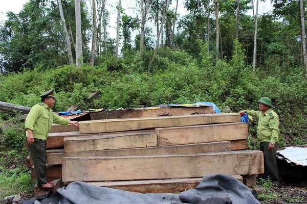 Quảng Nam: Phát hiện 20m3 gỗ không rõ nguồn gốc tại xưởng mộc ảnh 1