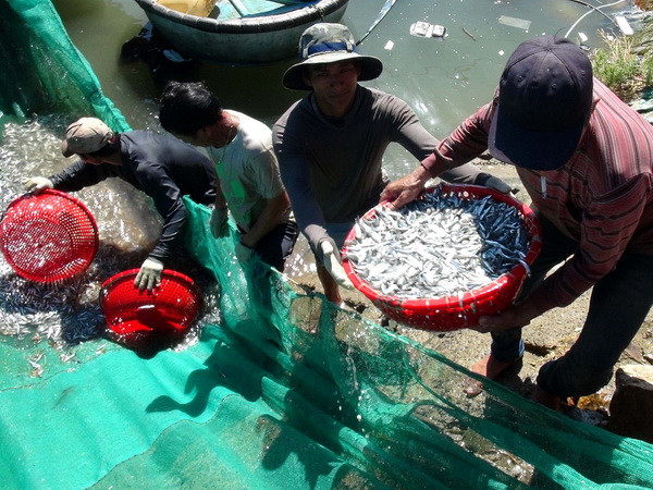 Ngư dân ven biển phấn khởi trúng đậm vụ cá đầu năm ảnh 2