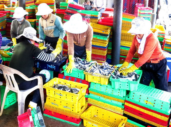 Ngư dân ven biển phấn khởi trúng đậm vụ cá đầu năm ảnh 3