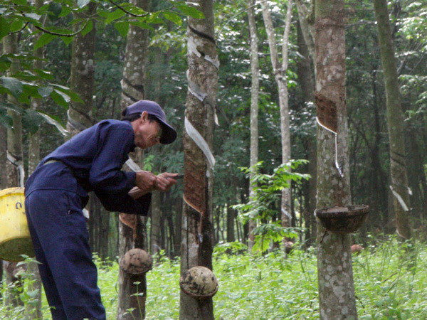Kim ngạch xuất khẩu cao su có thể giảm mạnh tới 30% ảnh 1