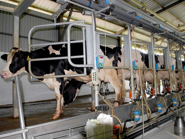 Ngành sữa đa dạng hóa sản phẩm đáp ứng nhu cầu tiêu dùng ảnh 1