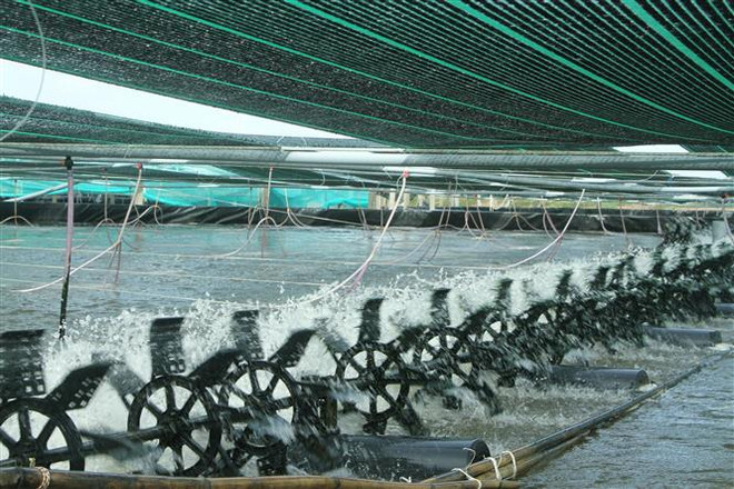 Bạc Liêu hướng tới mục tiêu xuất khẩu tôm 1 tỷ USD trong năm 2023 ảnh 3
