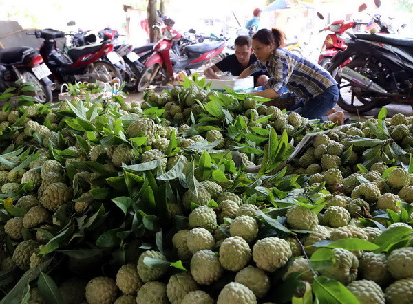 Nâng chất để đẩy mạnh xuất khẩu sang thị trường Trung Quốc ảnh 1