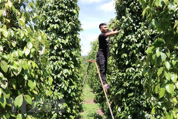 Giá tiêu bật tăng trong những ngày cuối cùng của năm 2020 ảnh 1