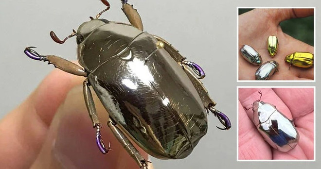 Phần vỏ sáng bóng rất đặc biệt của bọ cánh cứng Chrysina limbata. (Nguồn: Oddity Central) Giống bọ cánh cứng đặc biệt có phần vỏ sáng bóng như kim loại ảnh 1