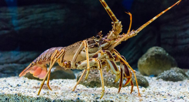 Hàng trăm tấn tôm hùm ở Australia không thể vận chuyển tới Trung Quốc ảnh 1