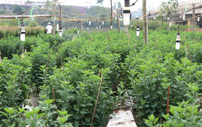 Làng hoa truyền thống An Lạc chuẩn bị phục vụ Tết Nguyên đán 2019 ảnh 1