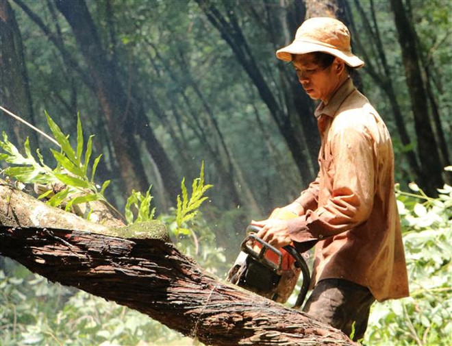 Tập trung cưa cắt cây cao su trong vùng dự án Sân bay Long Thành ảnh 1