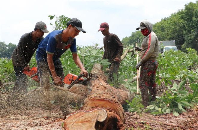 Tập trung cưa cắt cây cao su trong vùng dự án Sân bay Long Thành ảnh 2