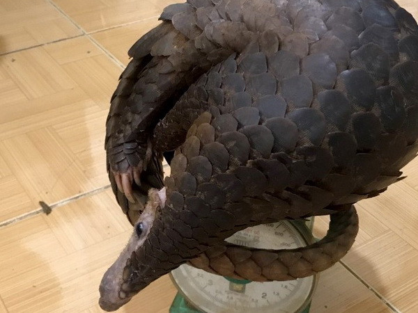 Đắk Nông: Khởi tố một đối tượng vận chuyển cá thể tê tê ảnh 1