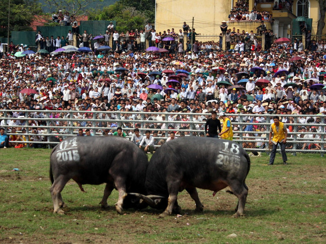 Hàng vạn du khách thích thú với hội chọi trâu truyền thống Hàm Yên ảnh 1