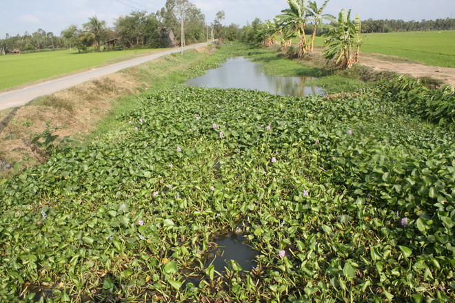Trà Vinh: Nước mặn lấn sâu hơn 50km đe dọa lúa Đông Xuân ảnh 1