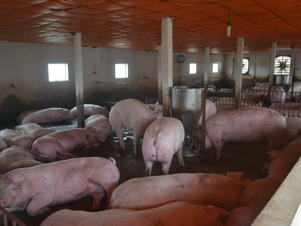 Người chăn nuôi Đồng Nai tự đưa thịt lợn đến tay người tiêu dùng ảnh 1