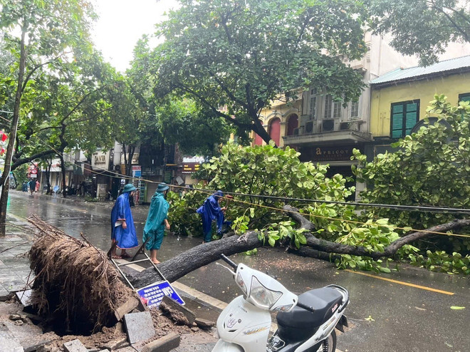 cay do quan Hoan Kiem.jpg