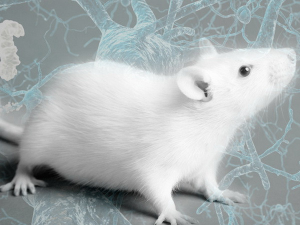 Hy vọng mới khôi phục trí nhớ ở bệnh nhân Alzheimer ảnh 1