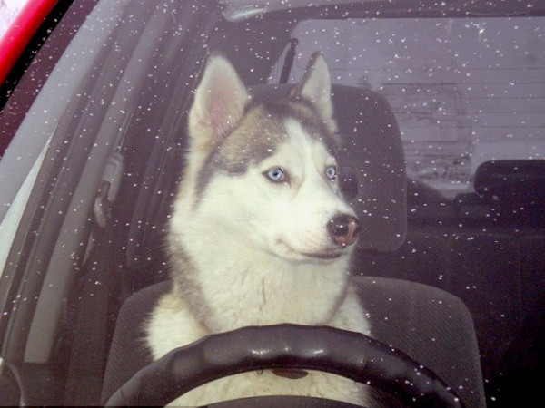 Một chú chó husky vô tình lái xe gây tai nạn ở Nga ảnh 1