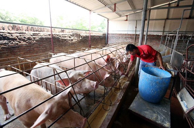 Khuyến cáo người chăn nuôi không găm hàng chờ giá lợn tăng cao ảnh 1