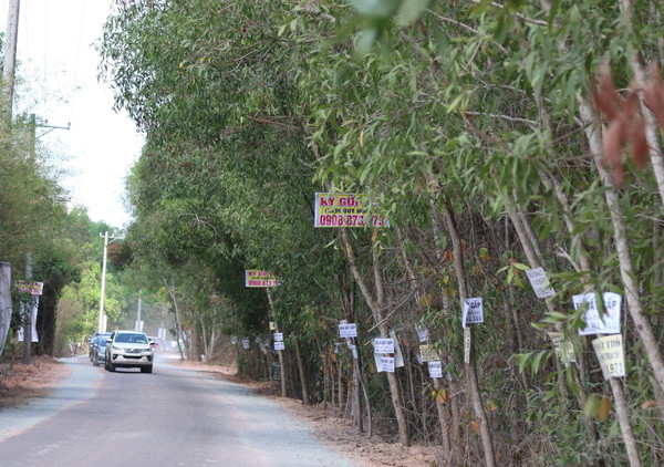 Giá đất nền tại TP.HCM chững lại sau thời gian tăng phi mã ảnh 1