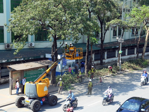 Hà Nội: Rà soát, xử lý các cây bị sâu mục, ngăn ngừa tai nạn đáng tiếc ảnh 1