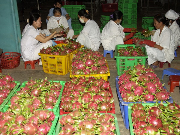 Thanh long cuối vụ tại tỉnh Bình Thuận được giá cao ảnh 1