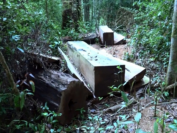 Đắk Nông kỷ luật năm cán bộ kiểm lâm để xảy ra phá rừng ảnh 1