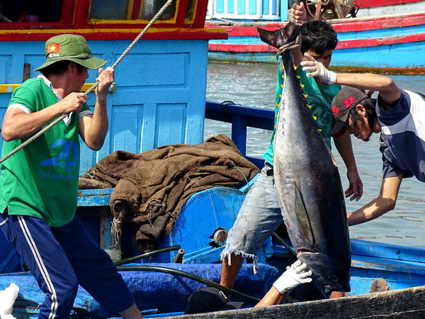 VASEP kiến nghị các giải pháp nhằm thúc đẩy xuất khẩu cá ngừ ảnh 1