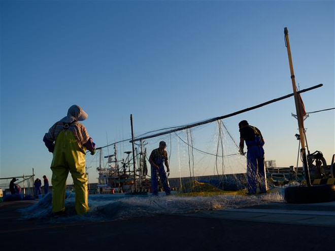 Nhật Bản: Không phát hiện tritium trong cá gần khu vực xả thải ảnh 1