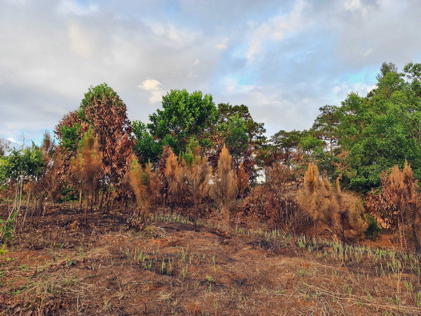 Nhiều vạt rừng thông non cháy rụi do… đốt thực bì phòng, chống cháy ảnh 1