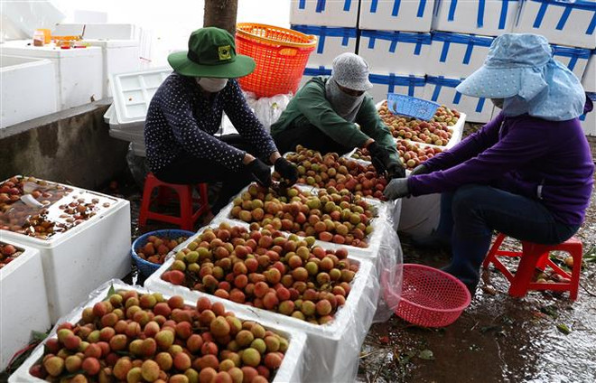 Bắc Giang xây dựng 3 kịch bản tiêu thụ vải thiều trong dịch COVID-19 ảnh 2